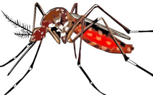 Lire la suite à propos de l’article Repousser les vilains moustiques