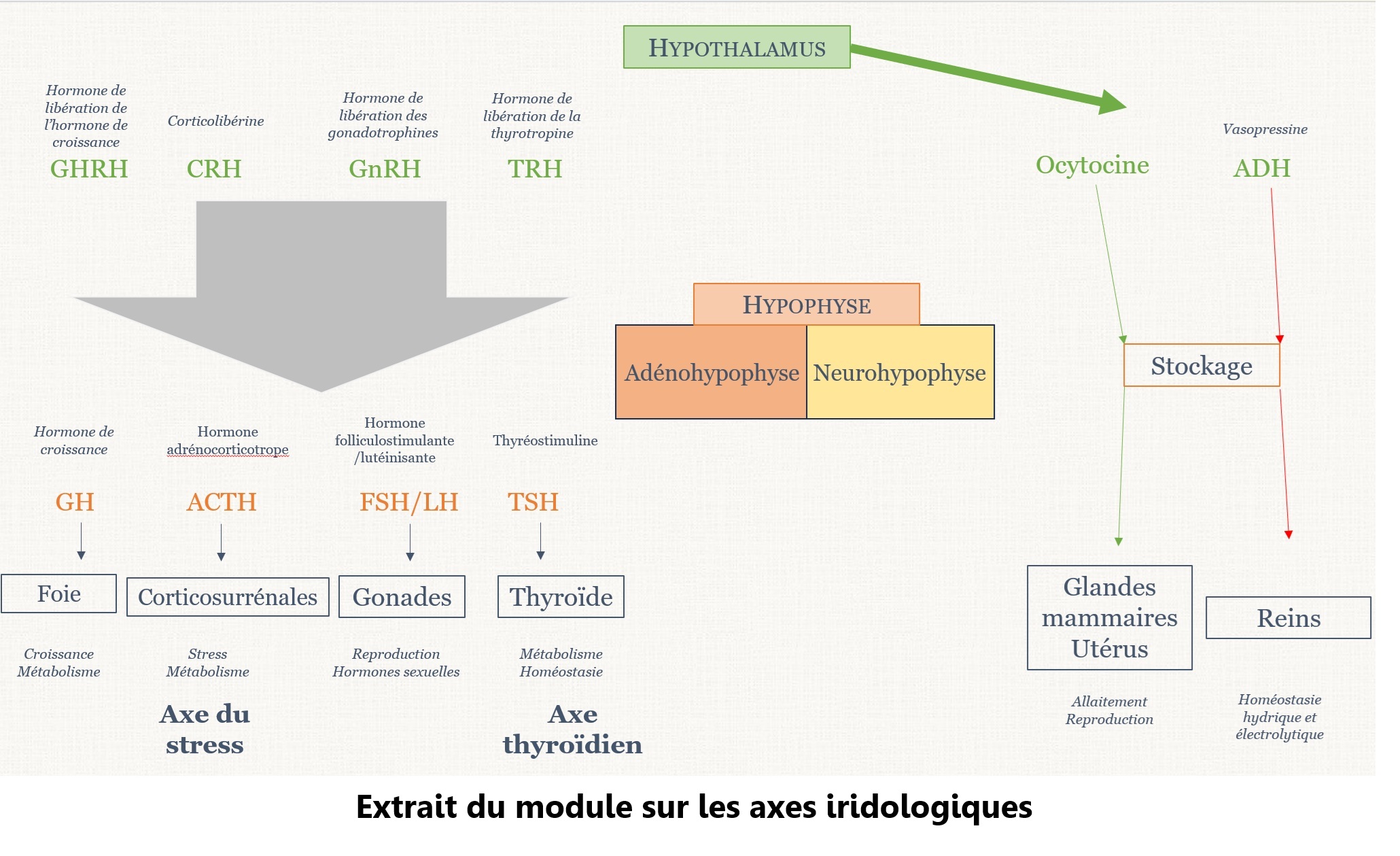 Extrait du module de formation sur la physiologie nerveuse